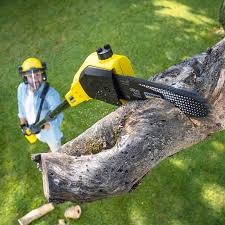 Best Lawn Maintenance Plans  in Waldo, AR