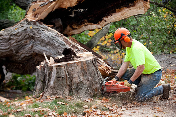 Best Tree Cabling and Bracing  in Waldo, AR